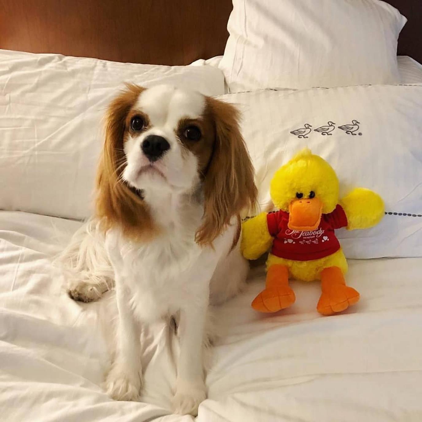 Dogs are special guests at The Peabody Memphis. The Peabody Memphis is one of Memphis' most elegant pet-friendly hotels.