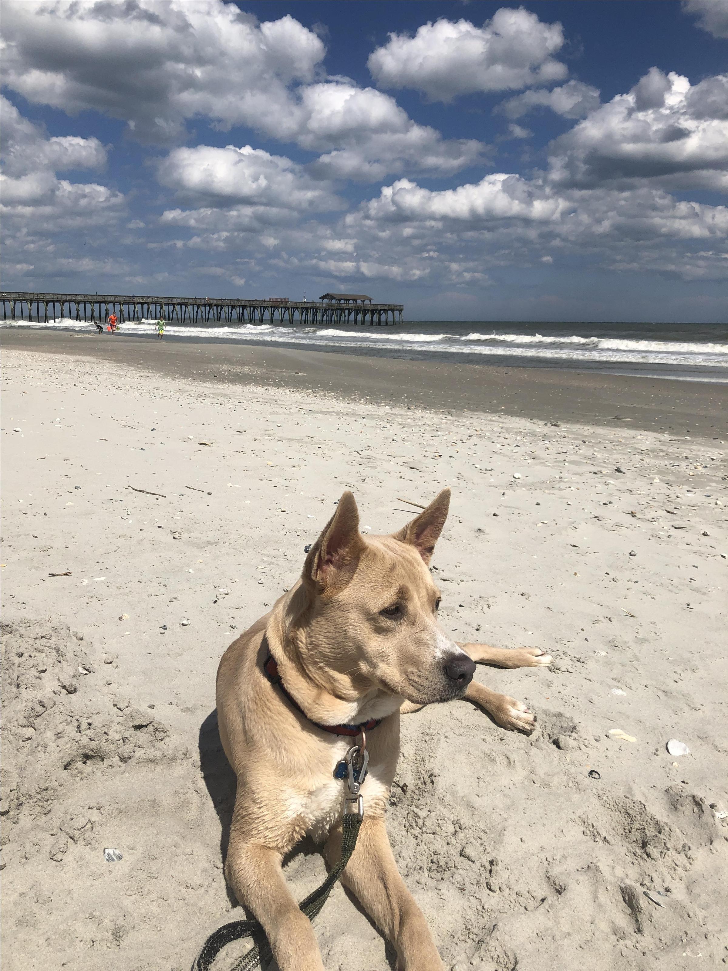Dog Friendly Myrtle Beach Sc Bring Fido