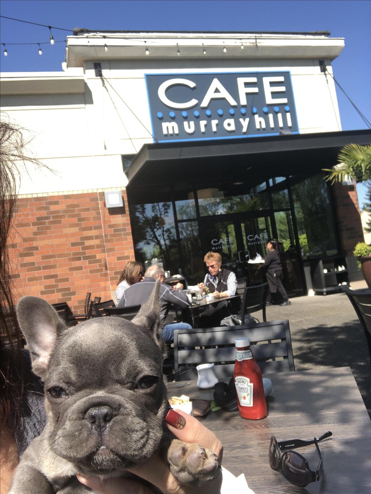 Cafe Murrayhill restaurant view 1