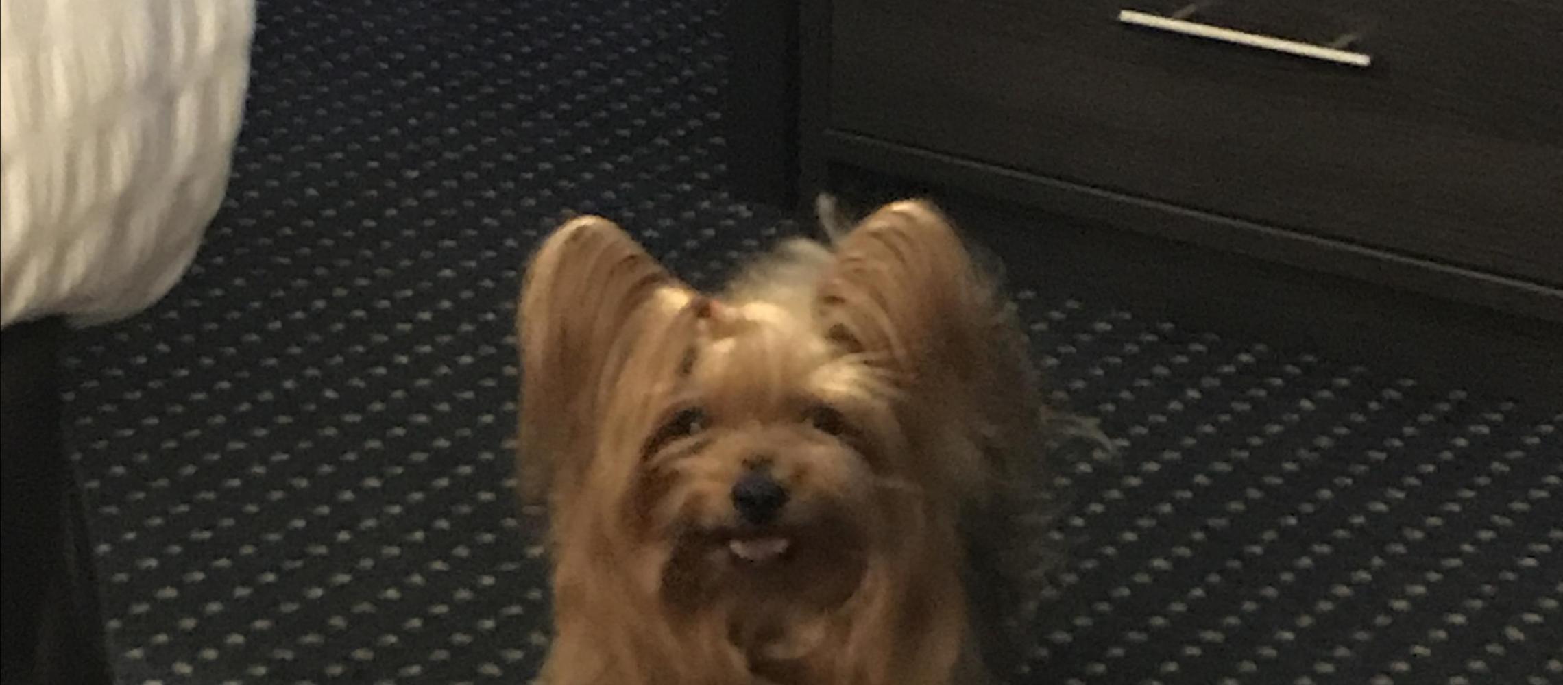 Dog Friendly New Cumberland, PA