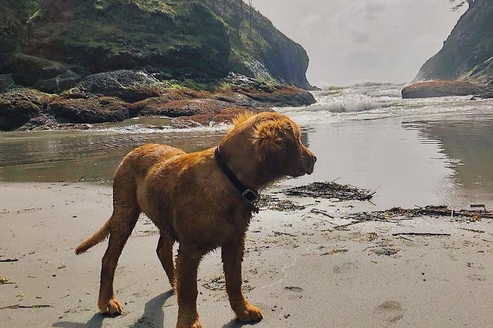 Cape Disappointment State Park is a lovely dog beach in Washington.