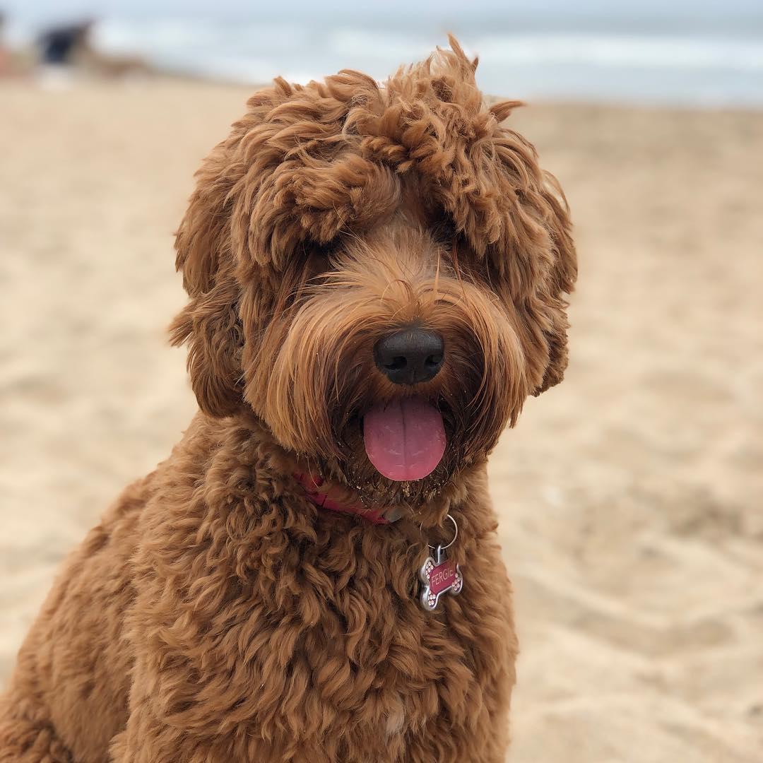 Boo's Big Vacation: World's Cutest Dog Takes San Francisco 