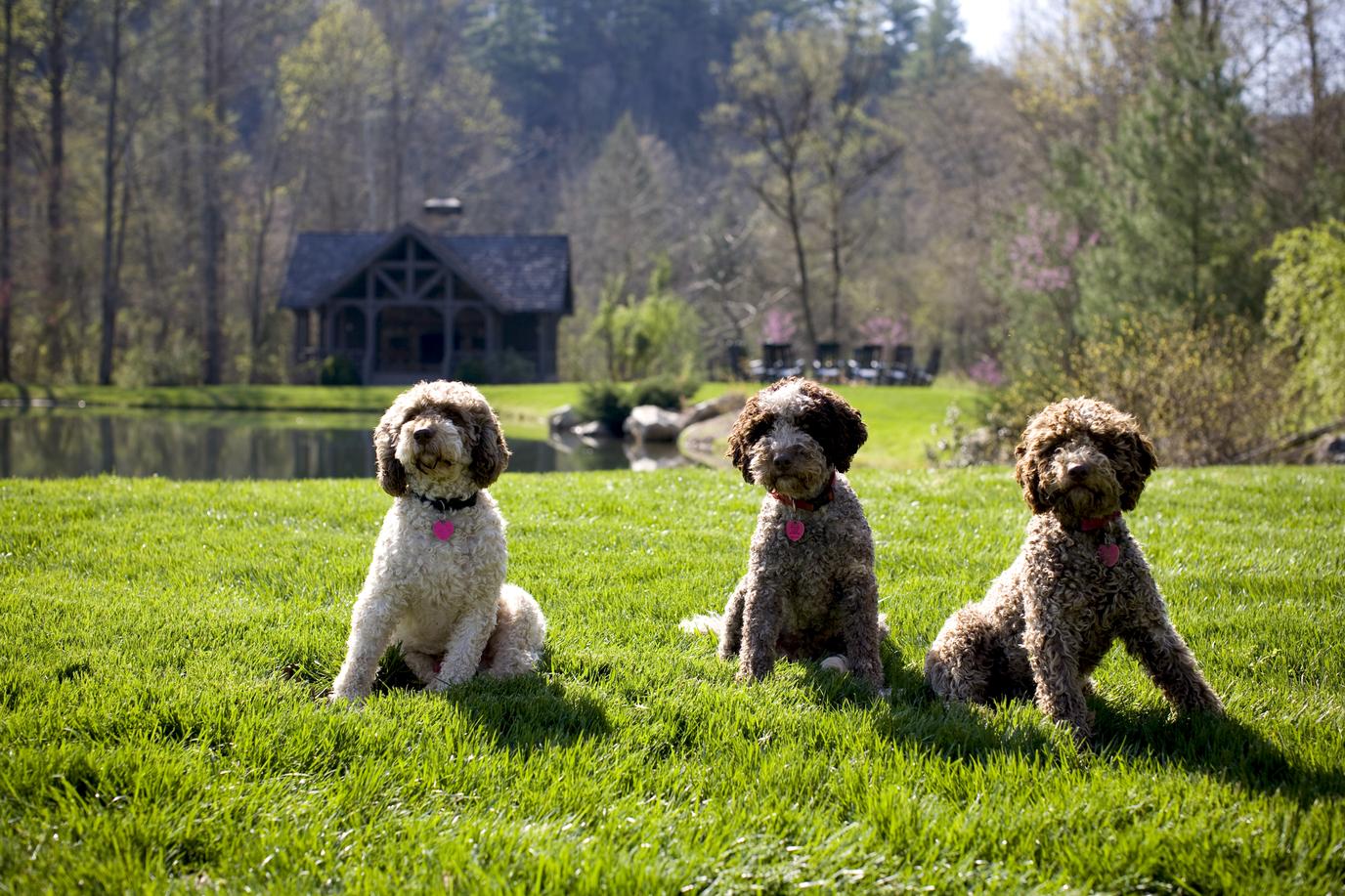 The truffle dogs of Blackberry Farm, a pet-friendly all-inclusive resort.