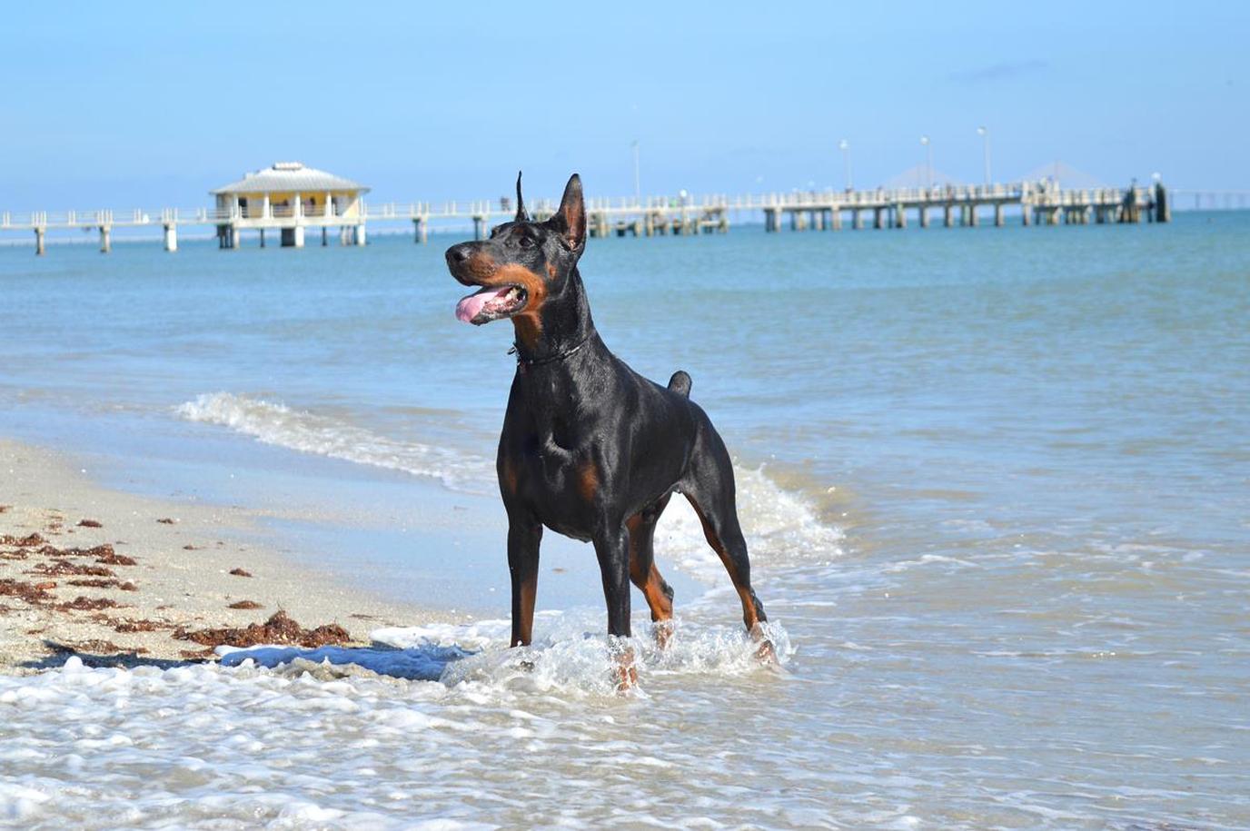 Fort de Soto Beach is a historical park with a dog-friendly beach. Fort de Soto is a dog-friendly beach with plenty of history.