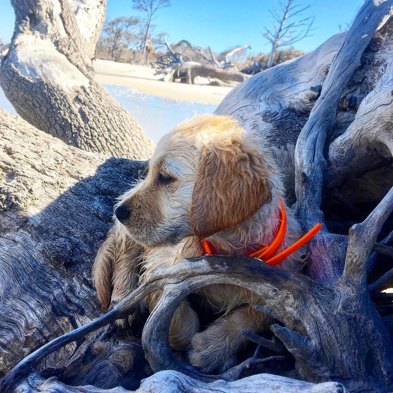 Jekyll Island has several dog-friendly beaches. Jekyll Island has several dog-friendly beaches for Fido to explore.