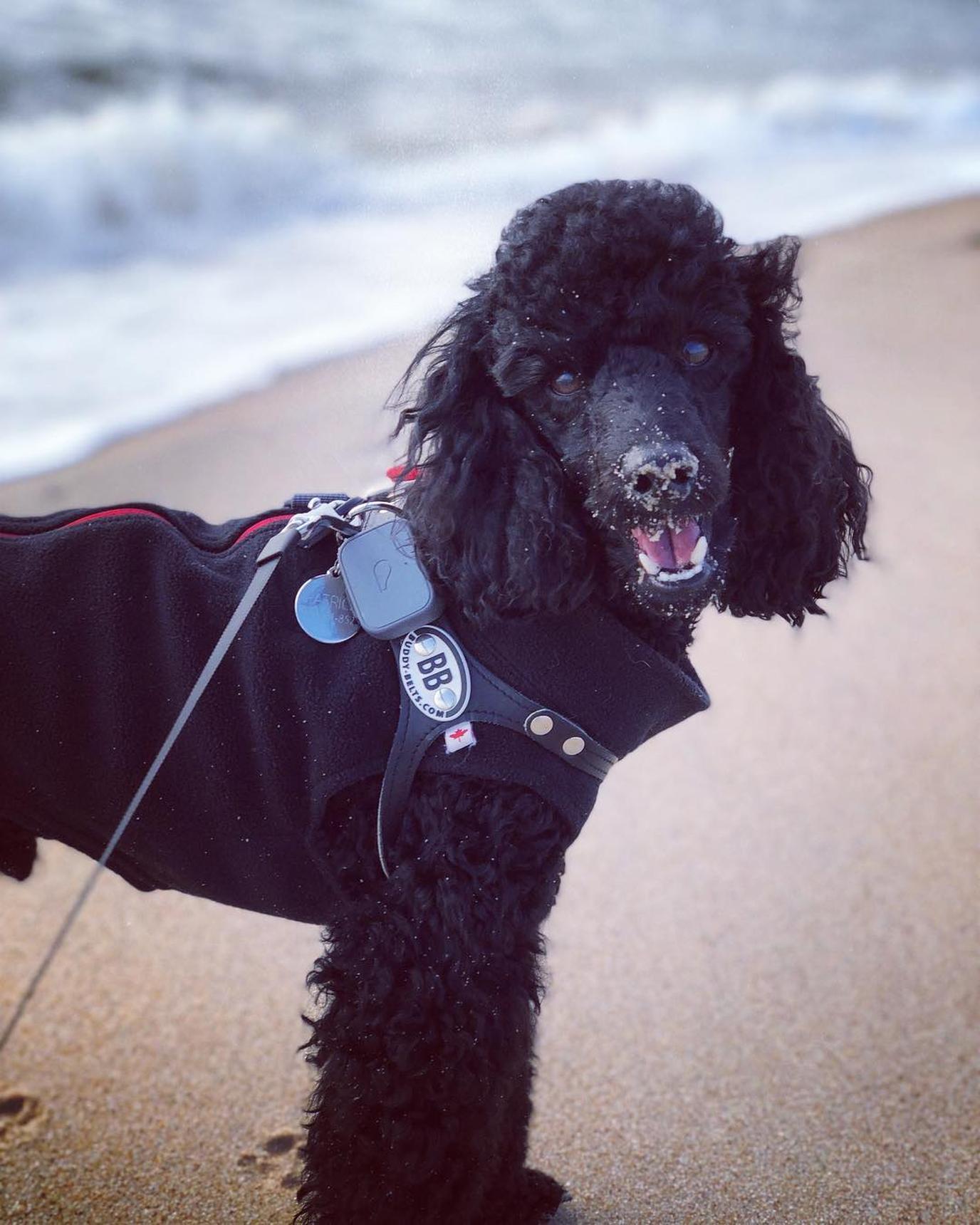 The Hamptons have numerous pet-friendly beaches. The Hamptons have numerous pet-friendly beaches.