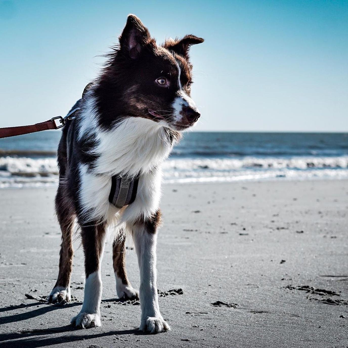 World-famous Myrtle Beach allows leashed dogs. World-famous Myrtle Beach allows leashed dogs.