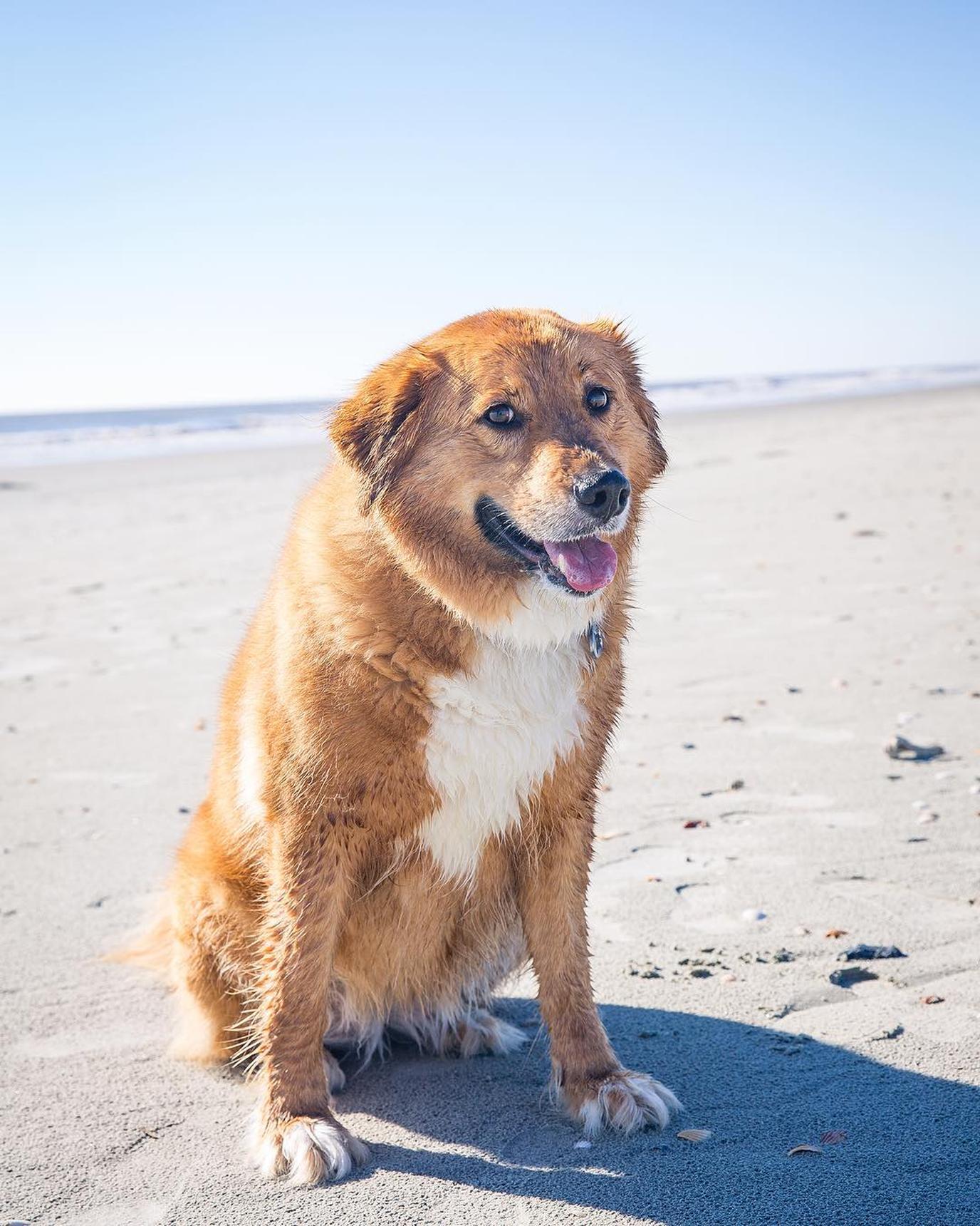 Morris Island is a dog-friendly beach in South Carolina. Morris Island is a dog-friendly beach that's light years from Myrtle Beach.