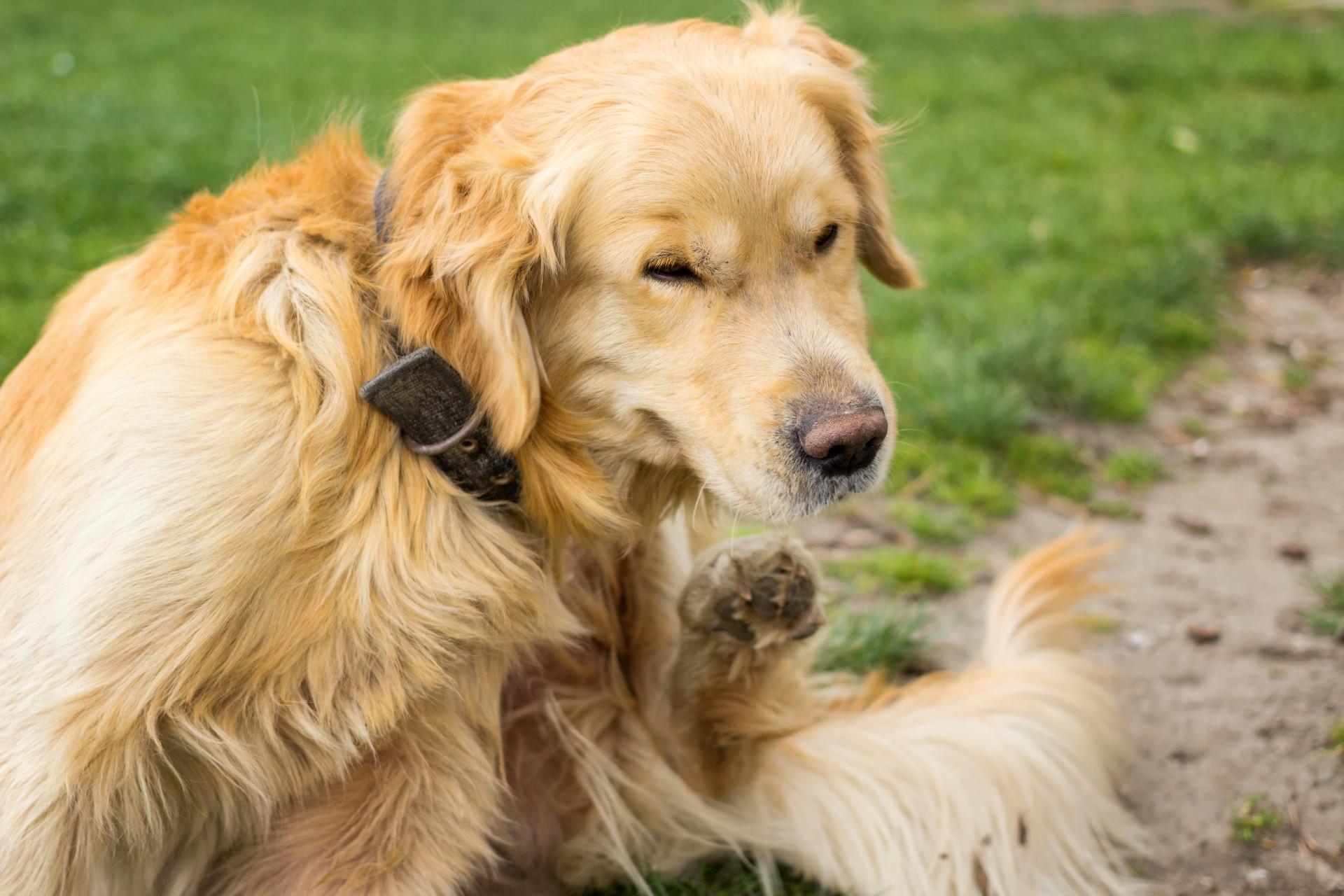 Everything you need to know about flea and tick season.
