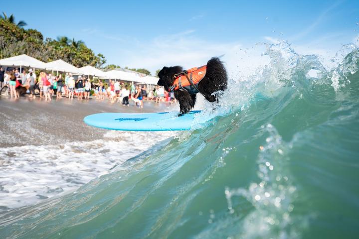Jupiter Beach is one of Florida's most dog-friendly beaches.