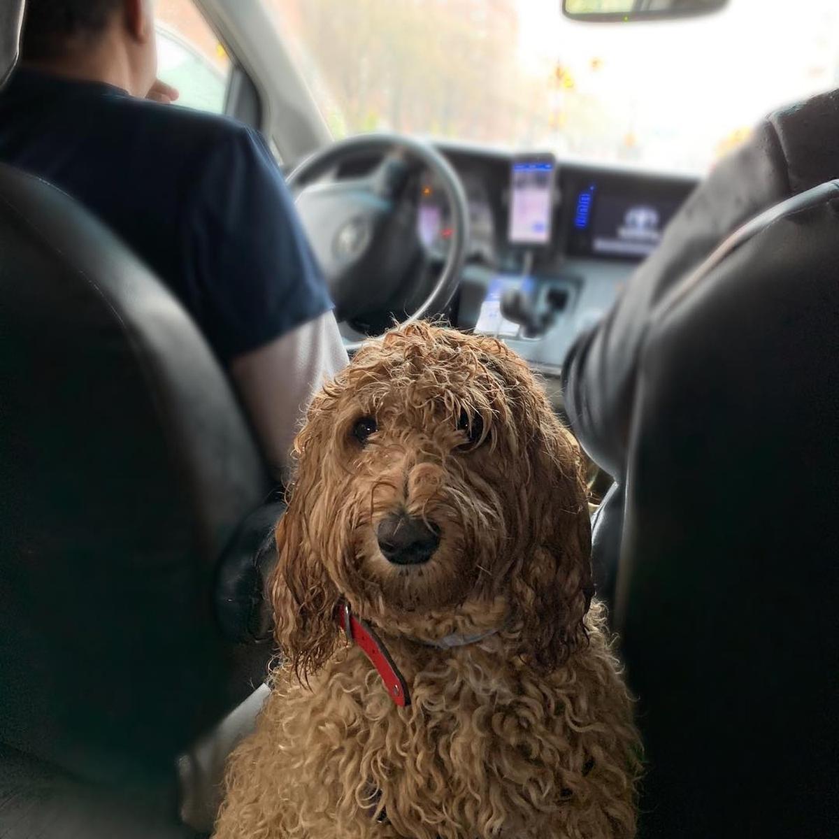 Dogs in hot sale an uber