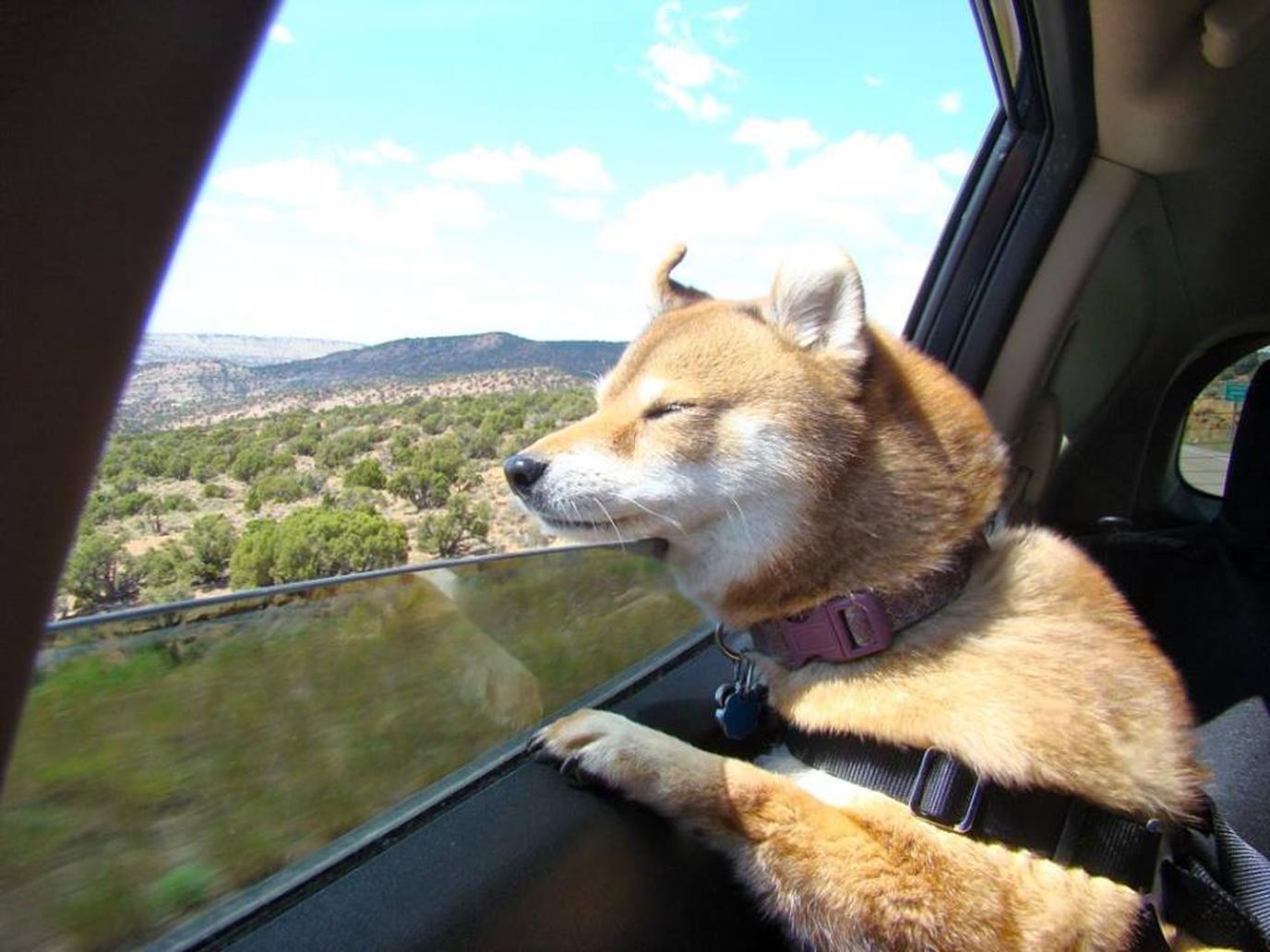 Pet Pro is a pet taxi service that operates in all 50 states. Pet Pro is a pet taxi service that operates in all 50 states.