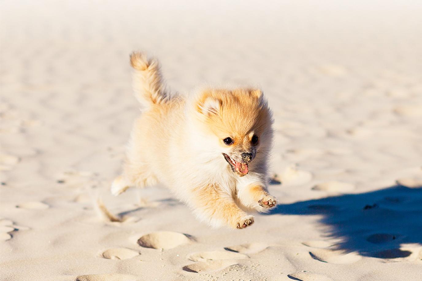 Fido can enjoy some beach time at OLEO Cancun Playa. Bring Fido to Mexico with a stay at this pet-friendly all-inclusive resort.
