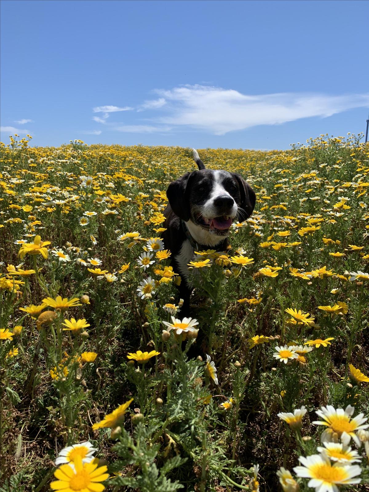 Brando @ Fiesta Island