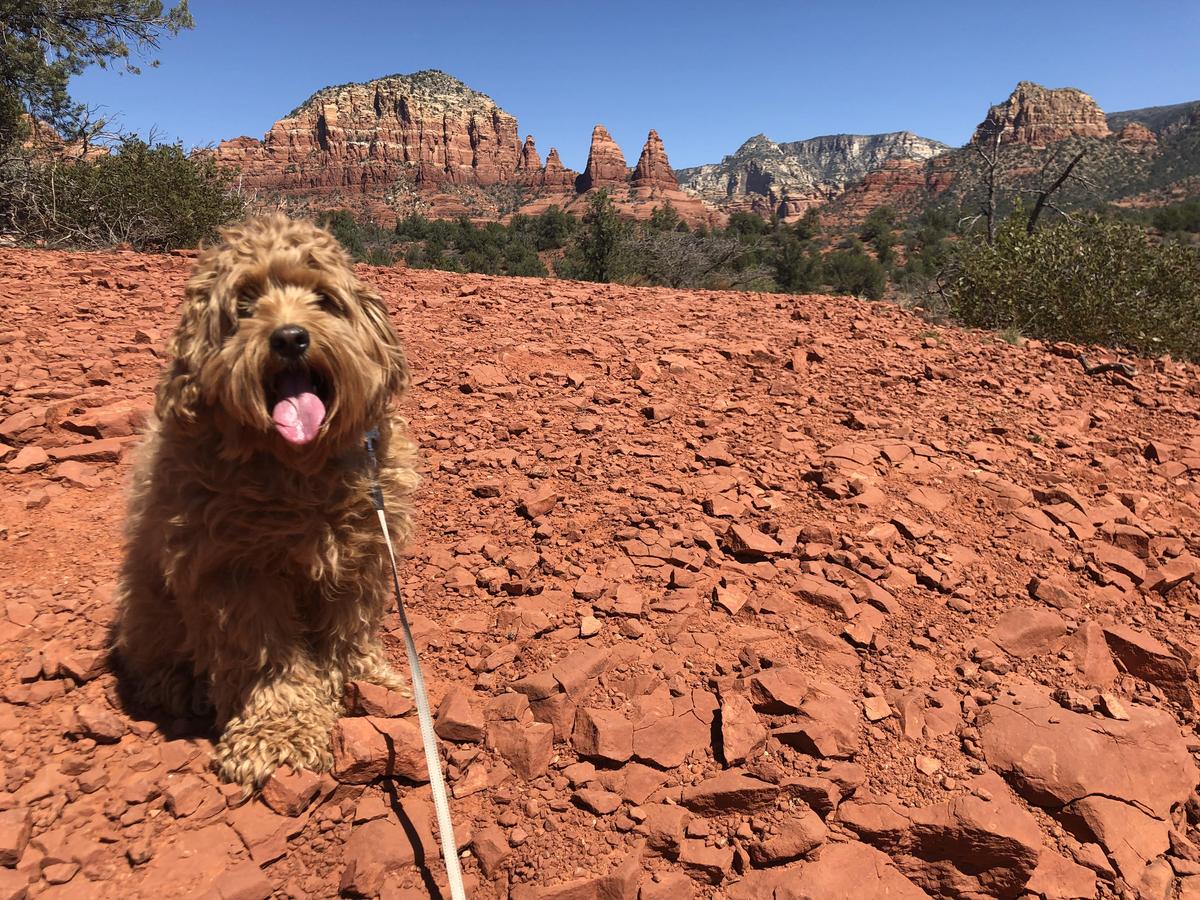 Short dog friendly hikes near me online