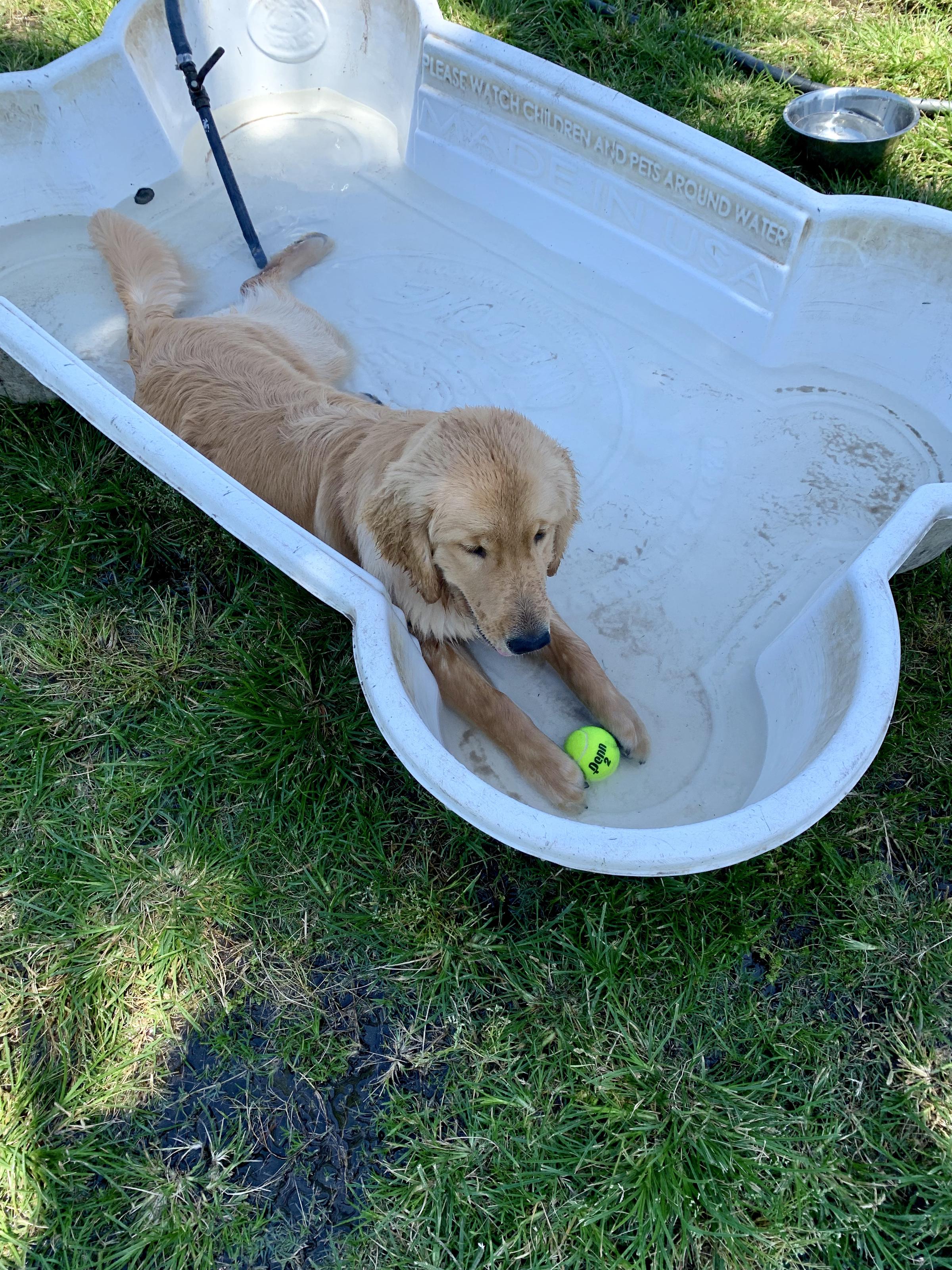 Dog Friendly Cocoa Beach Fl Bring Fido