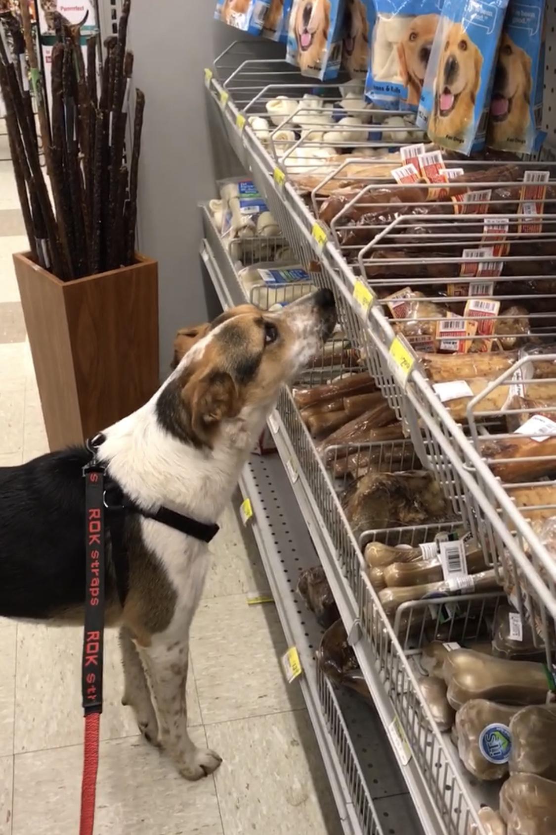 Dog Friendly Bremerton, WA - BringFido