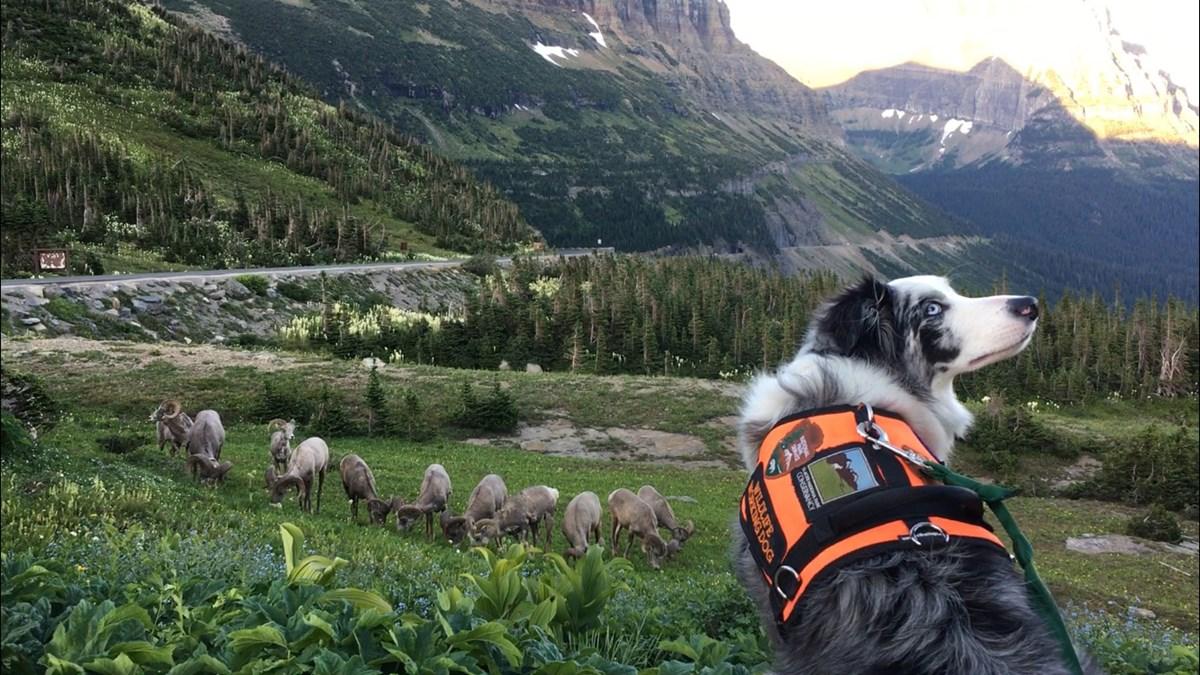 Dog-Friendly Ranking of the Most Visited National Parks