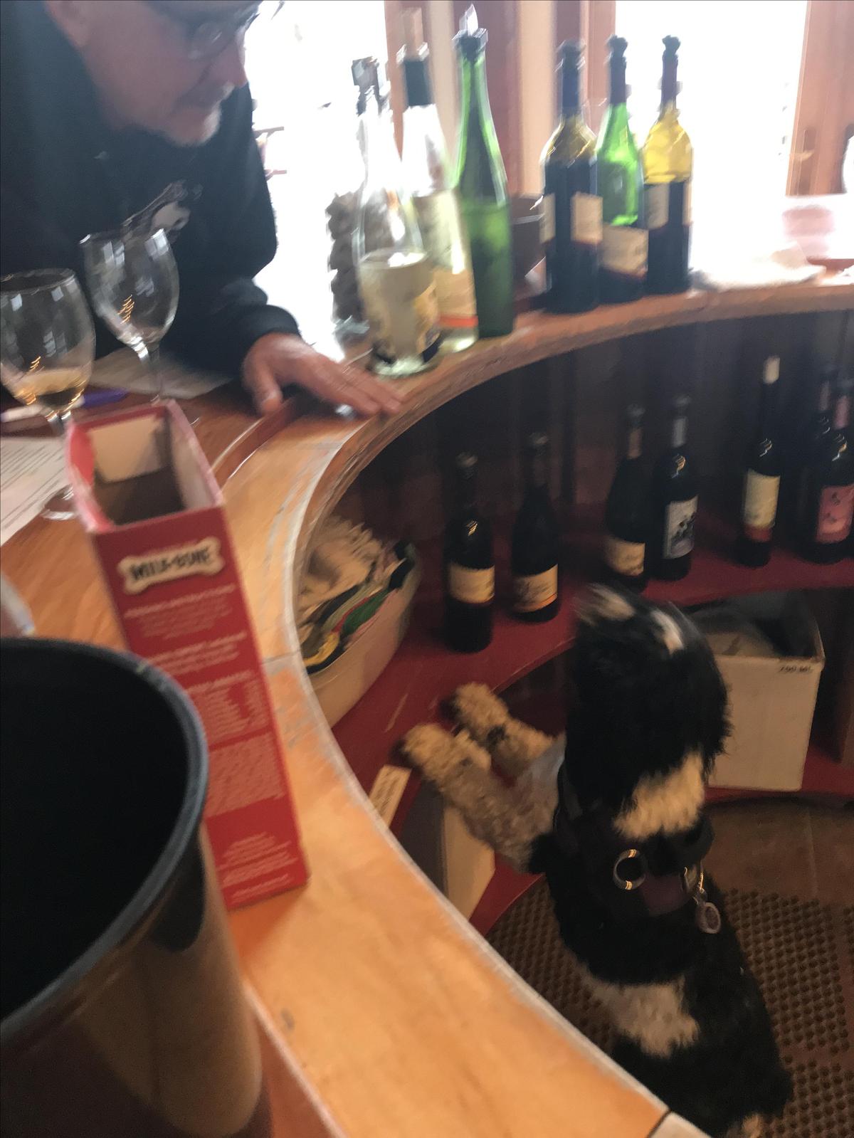 Dog Friendly Hector, NY BringFido