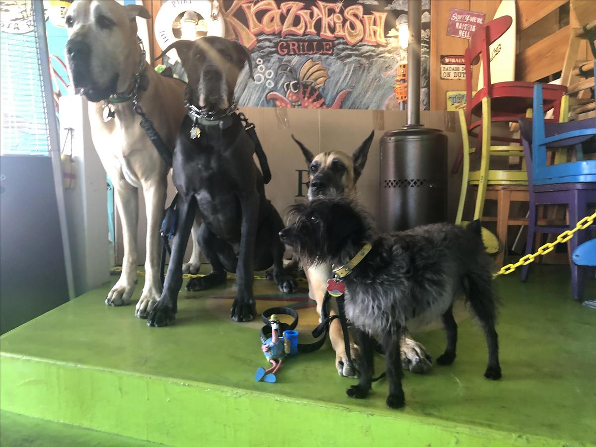 Four Furry Friends @ Krazyfish