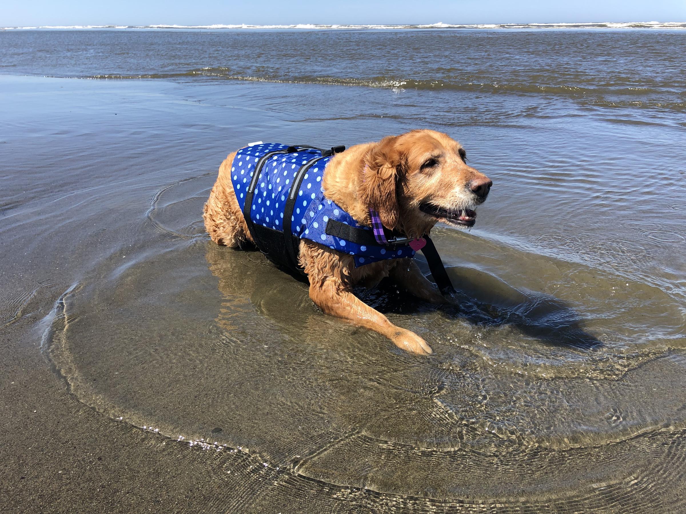 Pet Friendly Ocean Shores Dog Beach