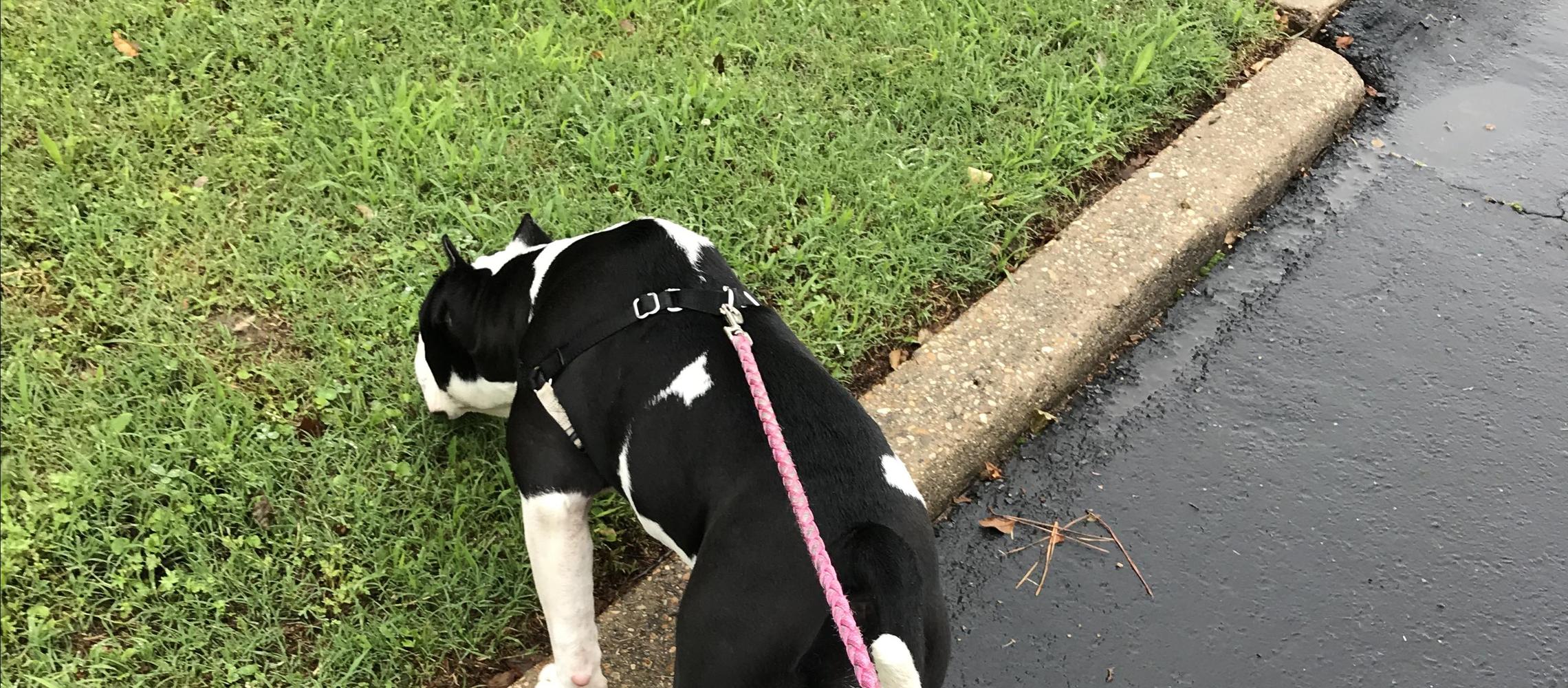 Dog Friendly Ruston, LA