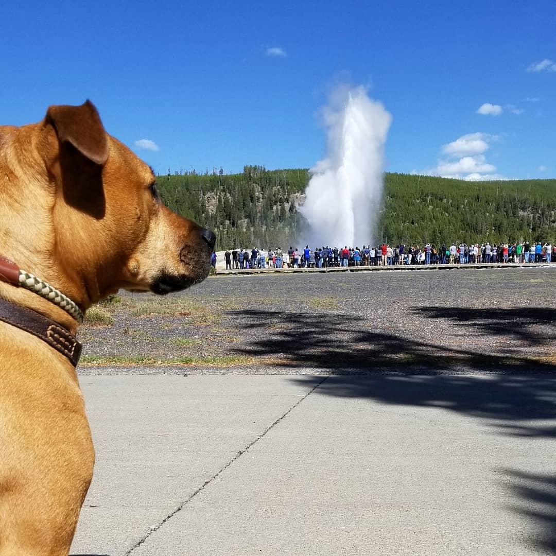 BringFido to Bark at the Park with the Colorado Rockies