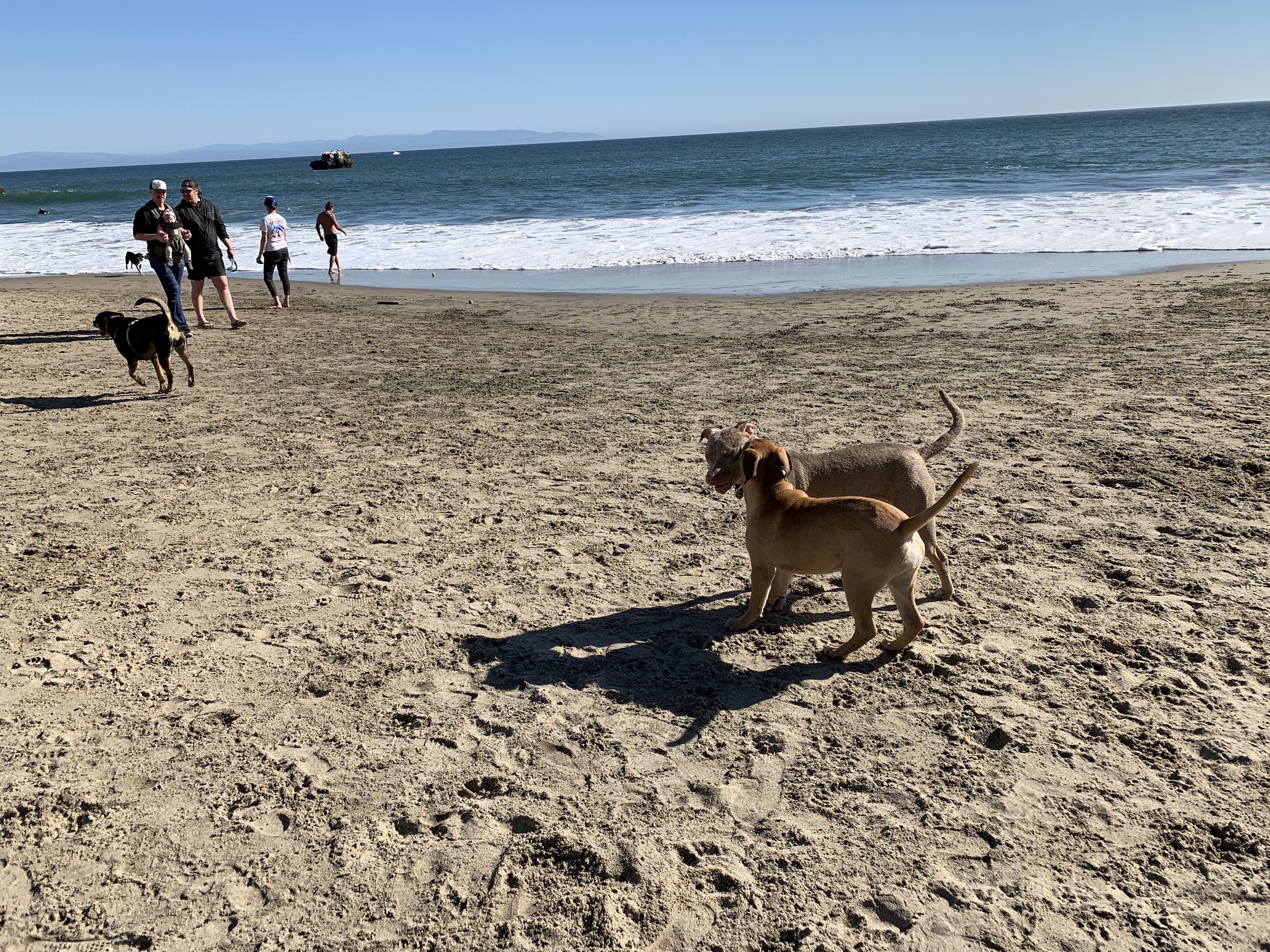 Dog Friendly Santa Cruz Ca Bring Fido