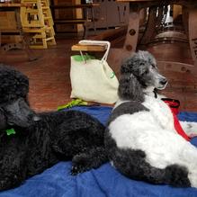 Pizza Port Brewing Company restaurant view 1