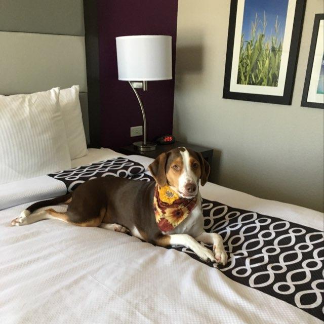 La Quinta Pet Policy BringFido