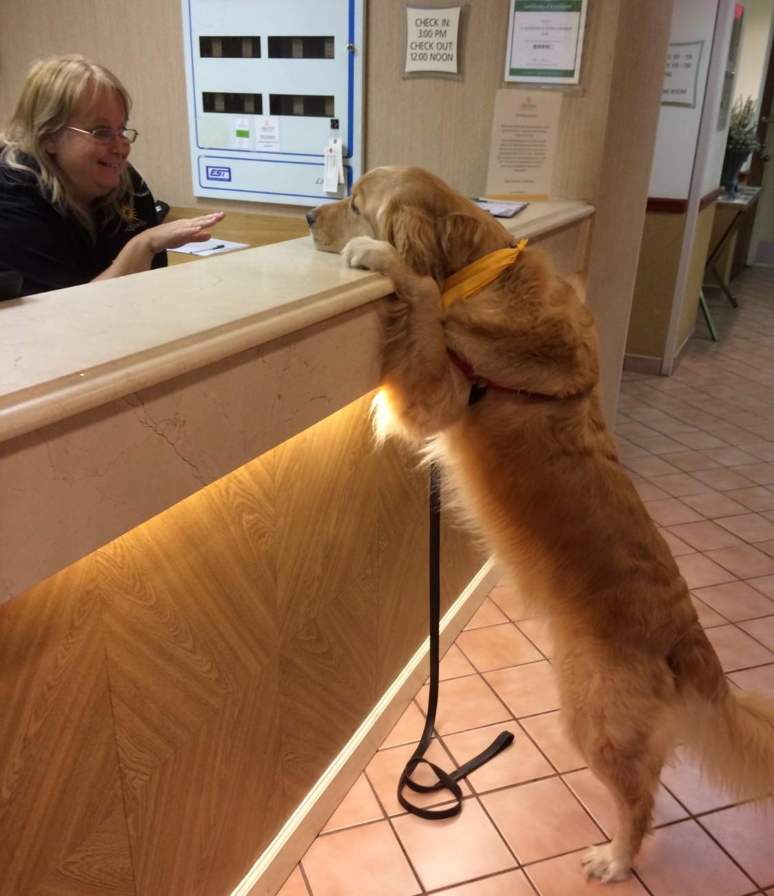 La Quinta Pet Policy BringFido