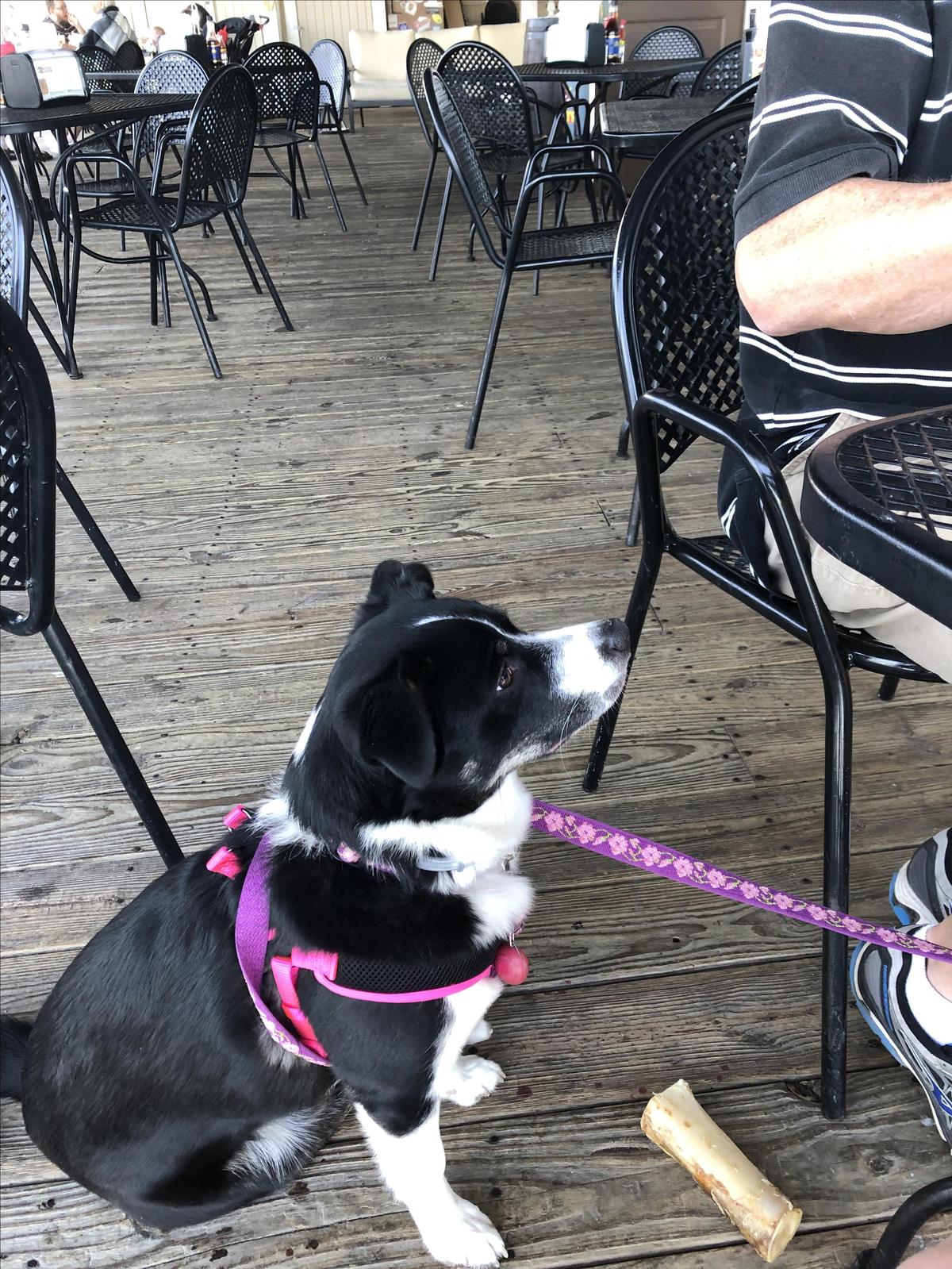Bully's Pub and Grill restaurant view 3