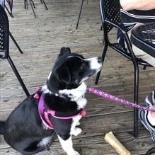 Bully's Pub and Grill restaurant view 3