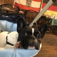 Gasthaus Le Cafe restaurant view 3