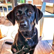 Mama's Comfort Food & Cocktails restaurant view 4