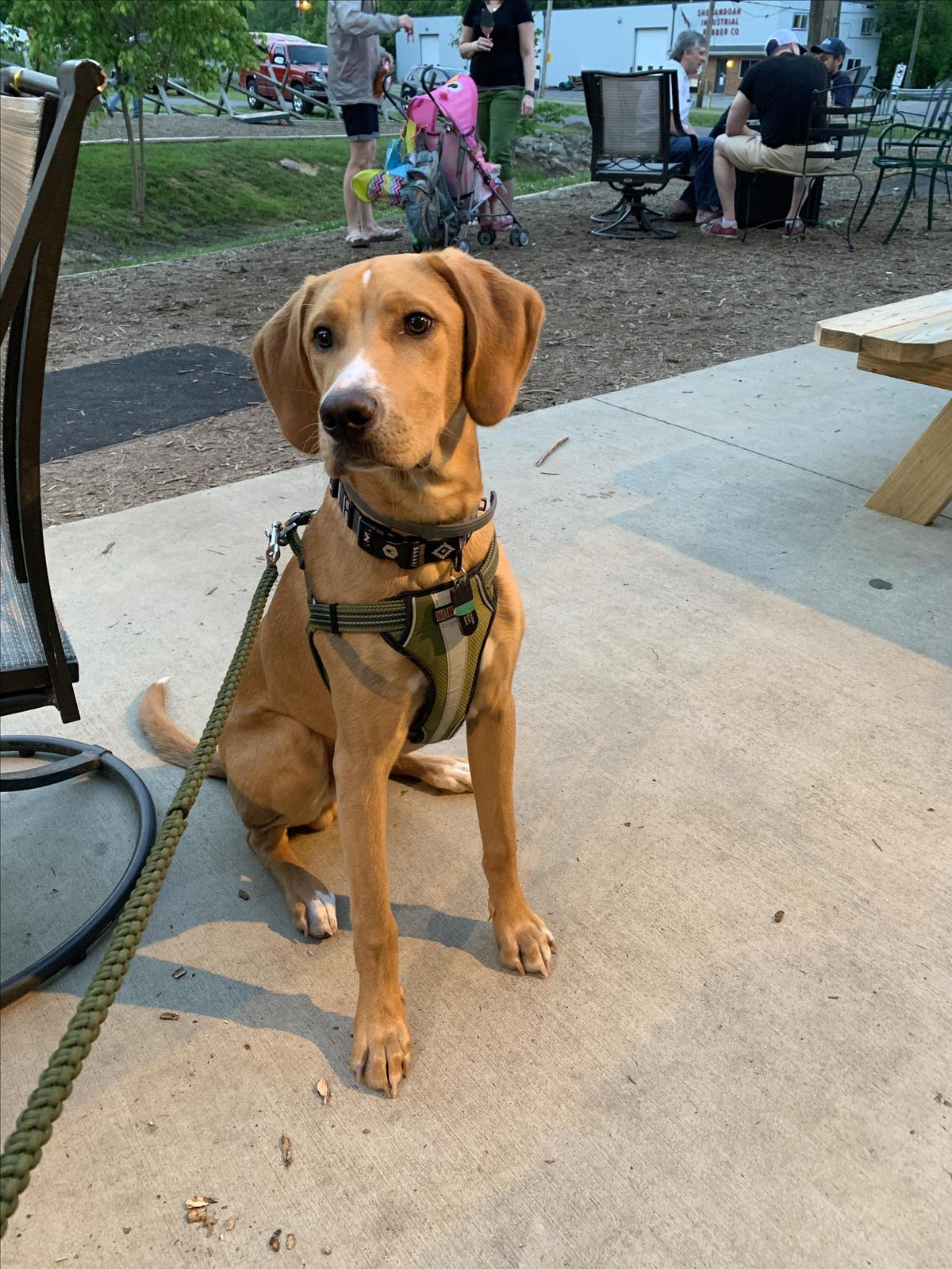Parkway Brewing Company restaurant view 5