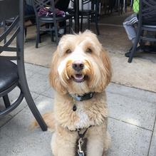 Burger Bench restaurant view 1