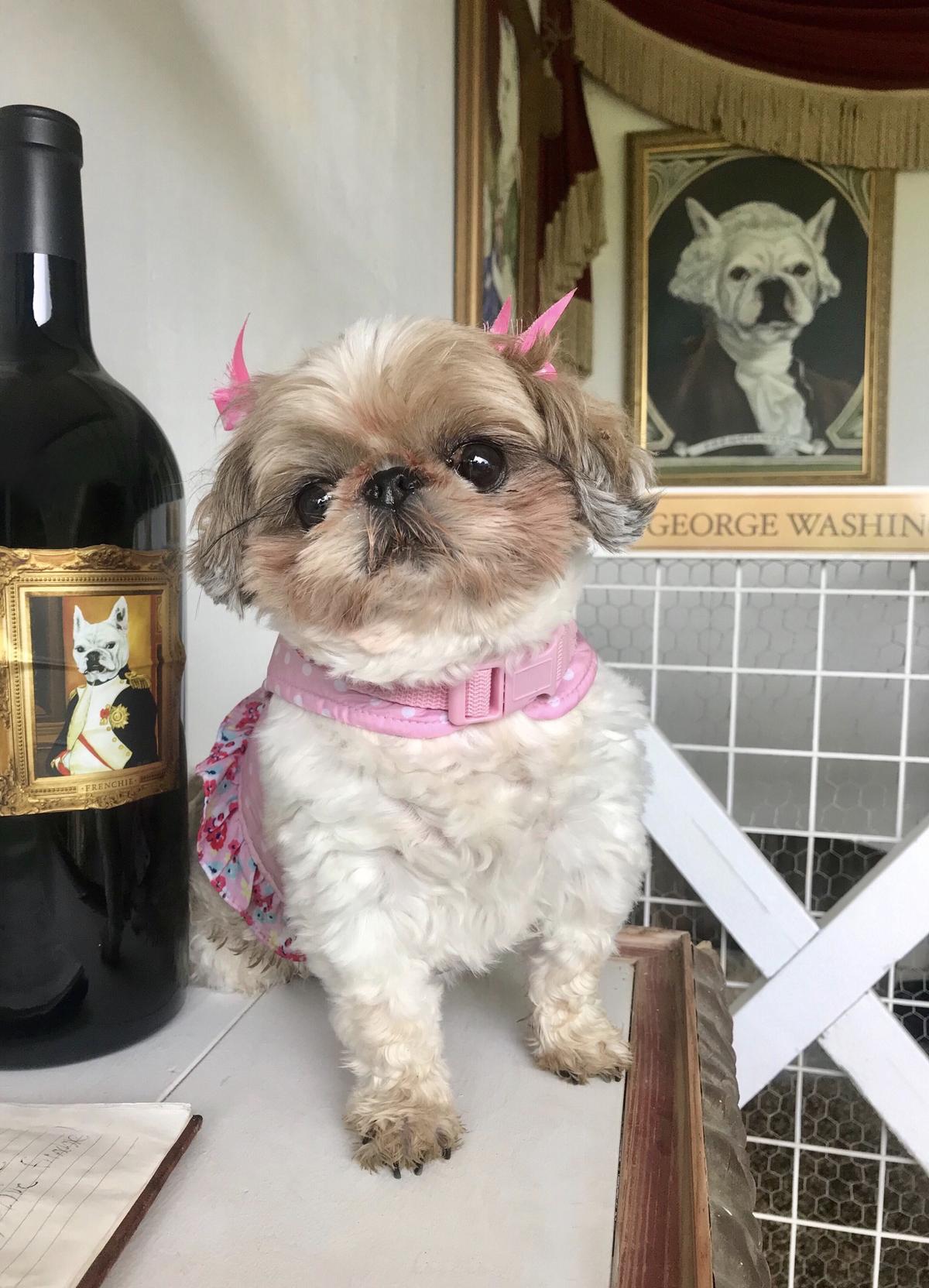 Wine + Fur Babies