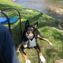 White Cottage Snack Bar restaurant view 1