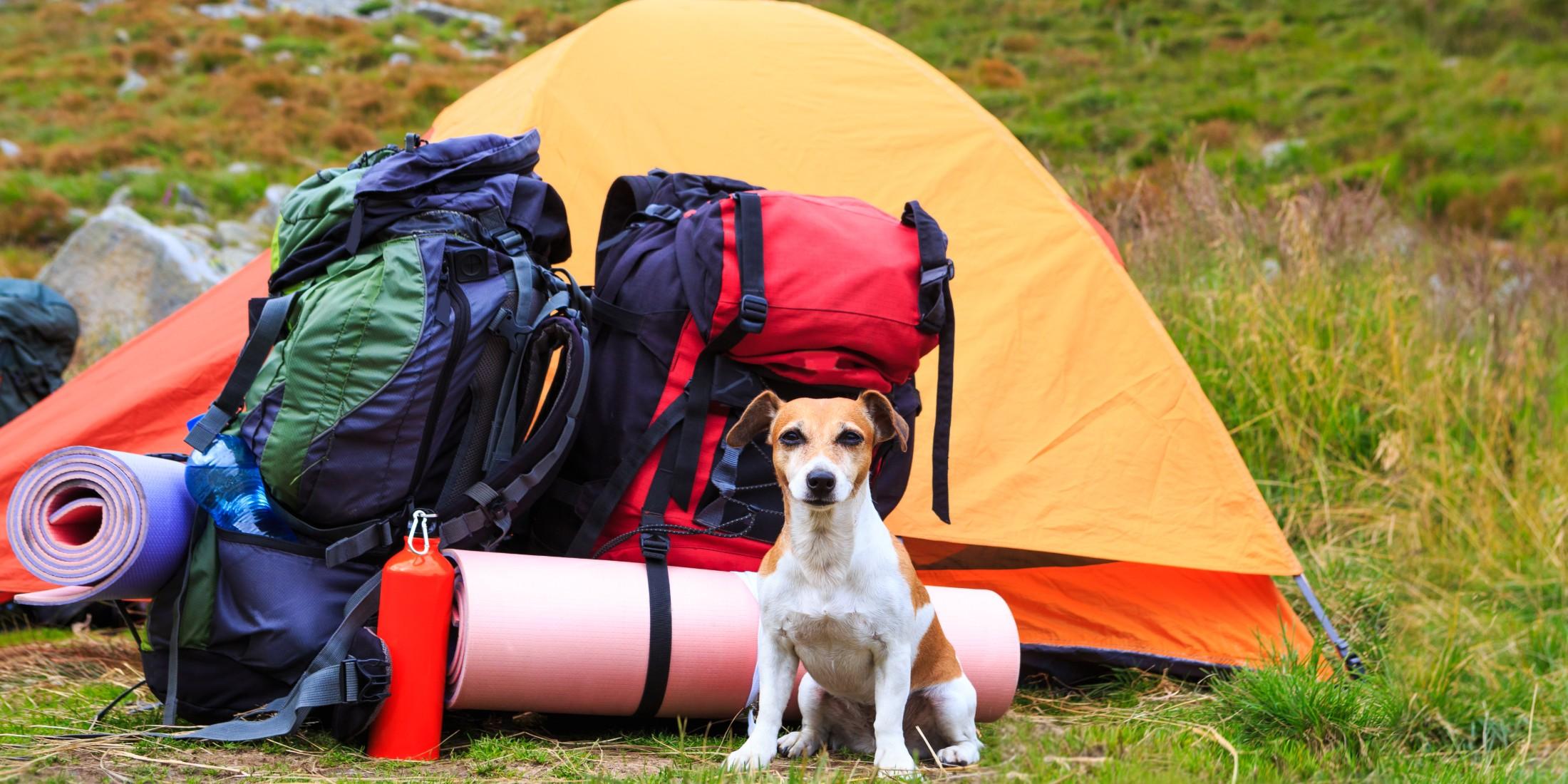 Собака в походе. Палатка для собак. Турист с собакой. Кот в походе. When we go camping