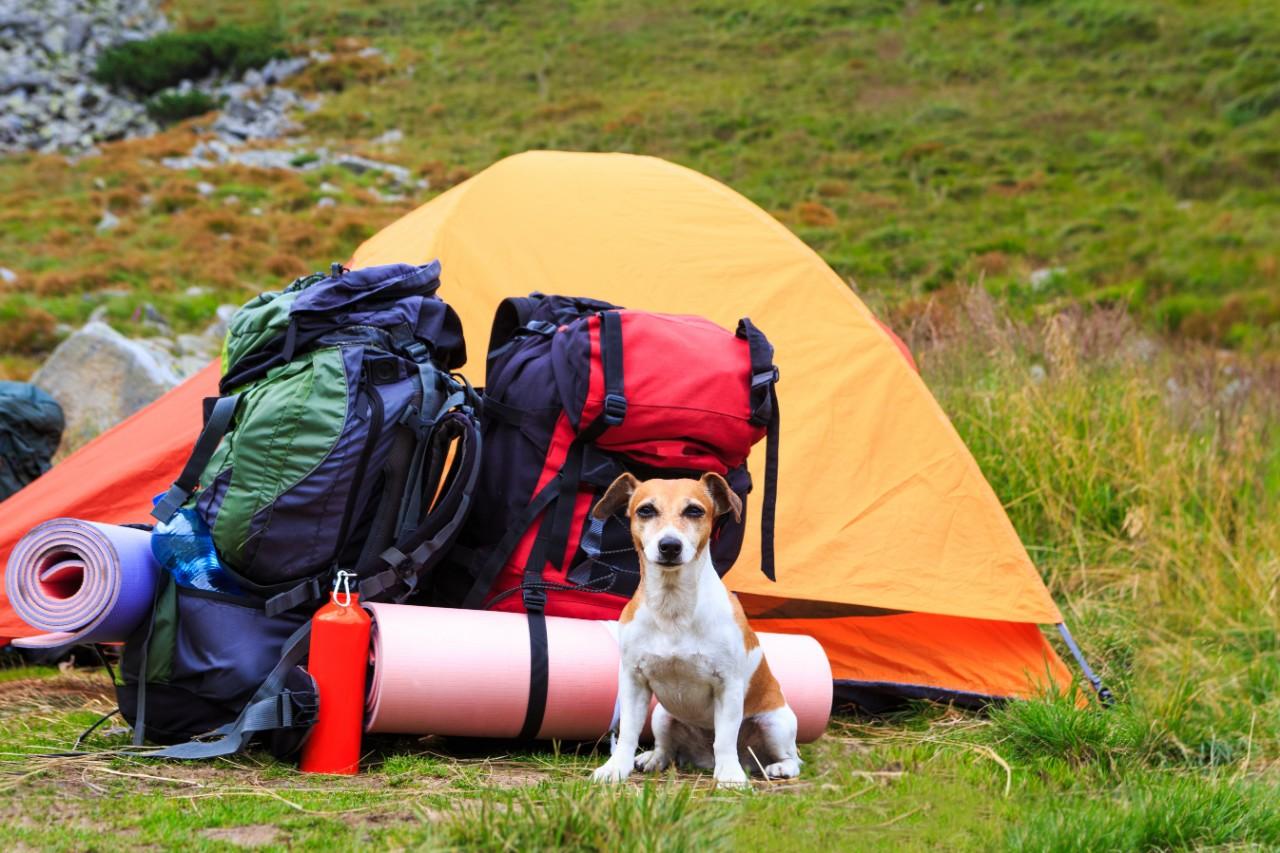 Ready to go camping with your dog?