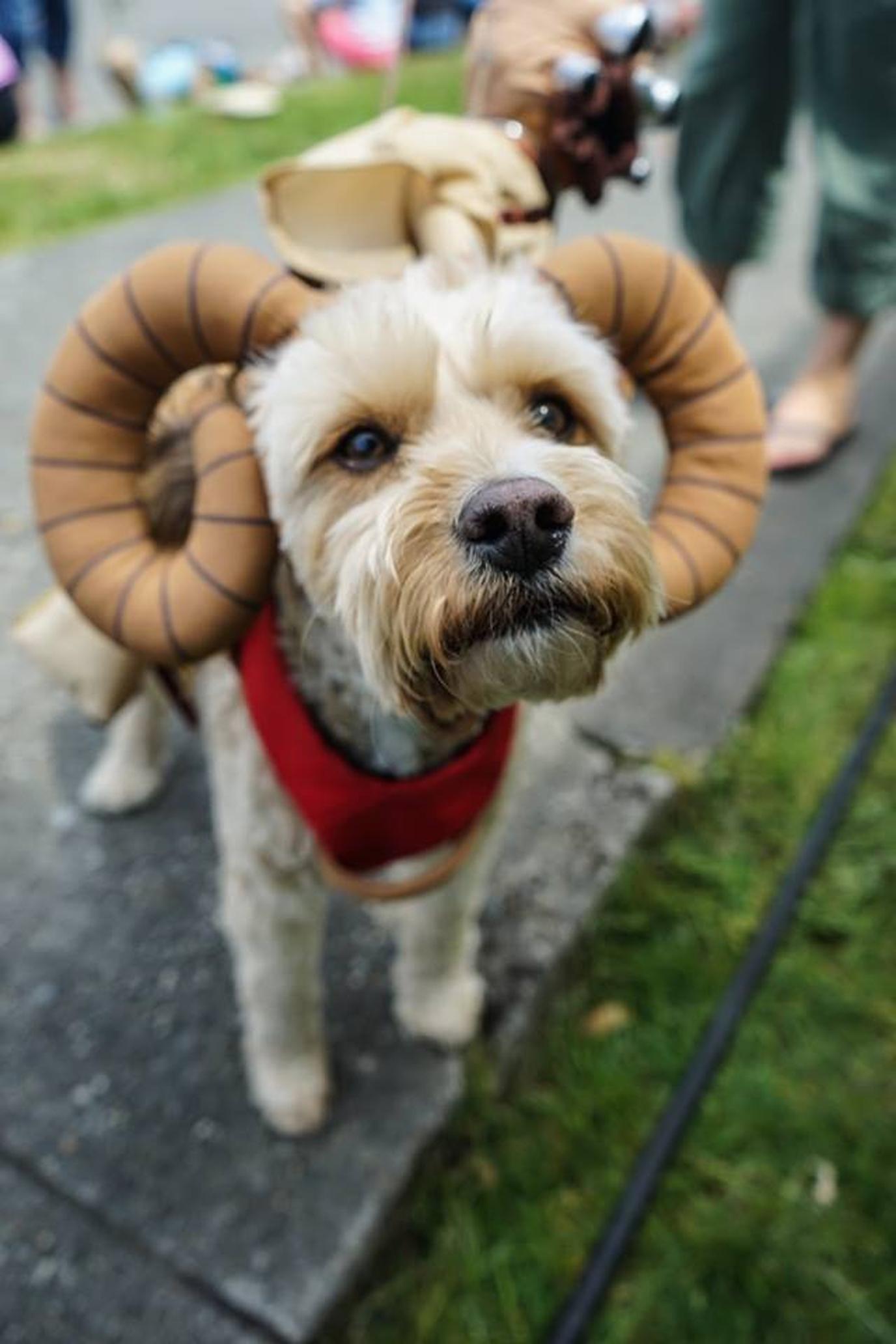 The Dog Parade at Seattle's Fremont Fair. The Dog Parade is a highlight of Seattle's Fremont Fair.