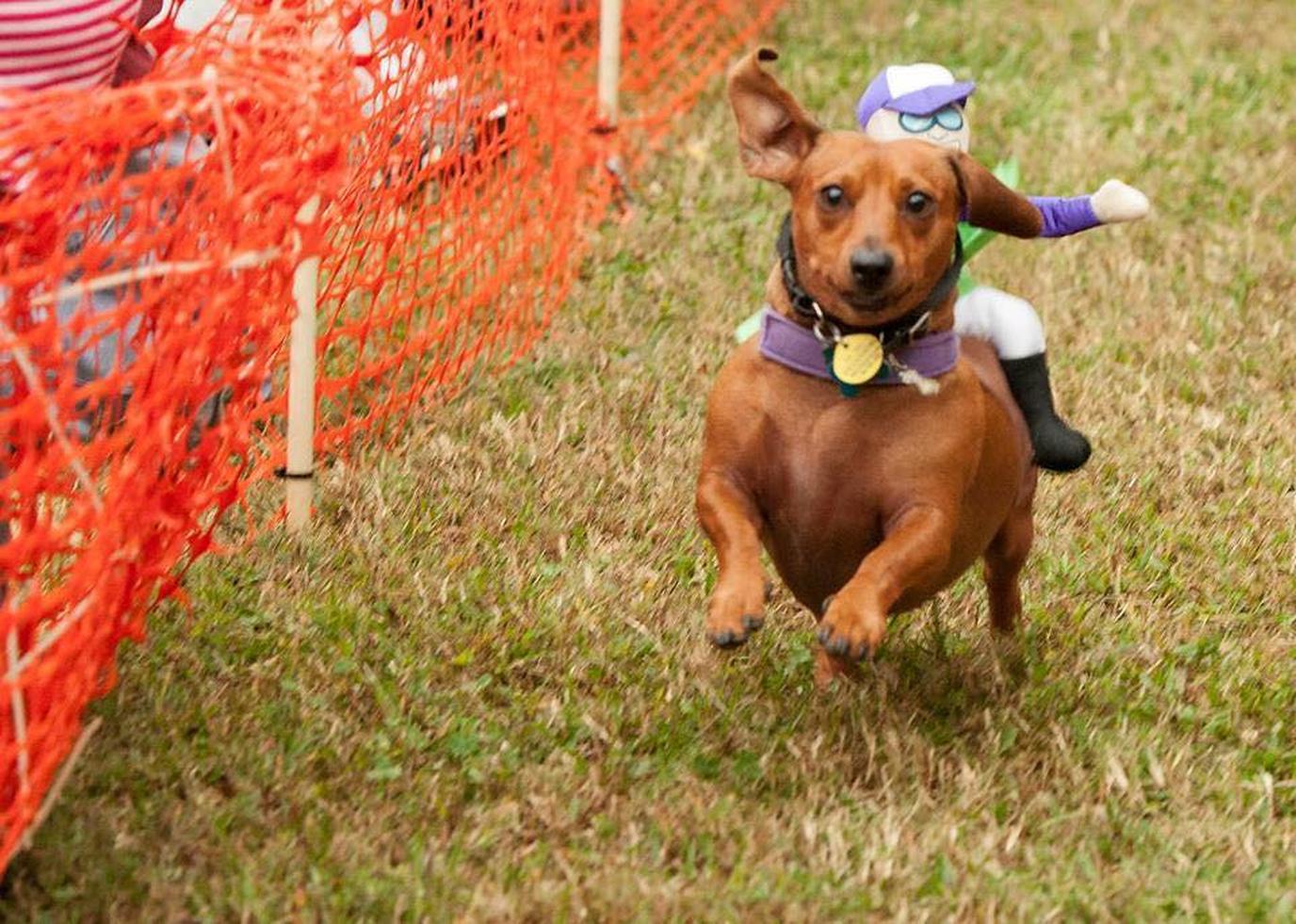 Don't miss the Georgia Dachshund Races this June! Georgia's Wiener dog races takes place in June.