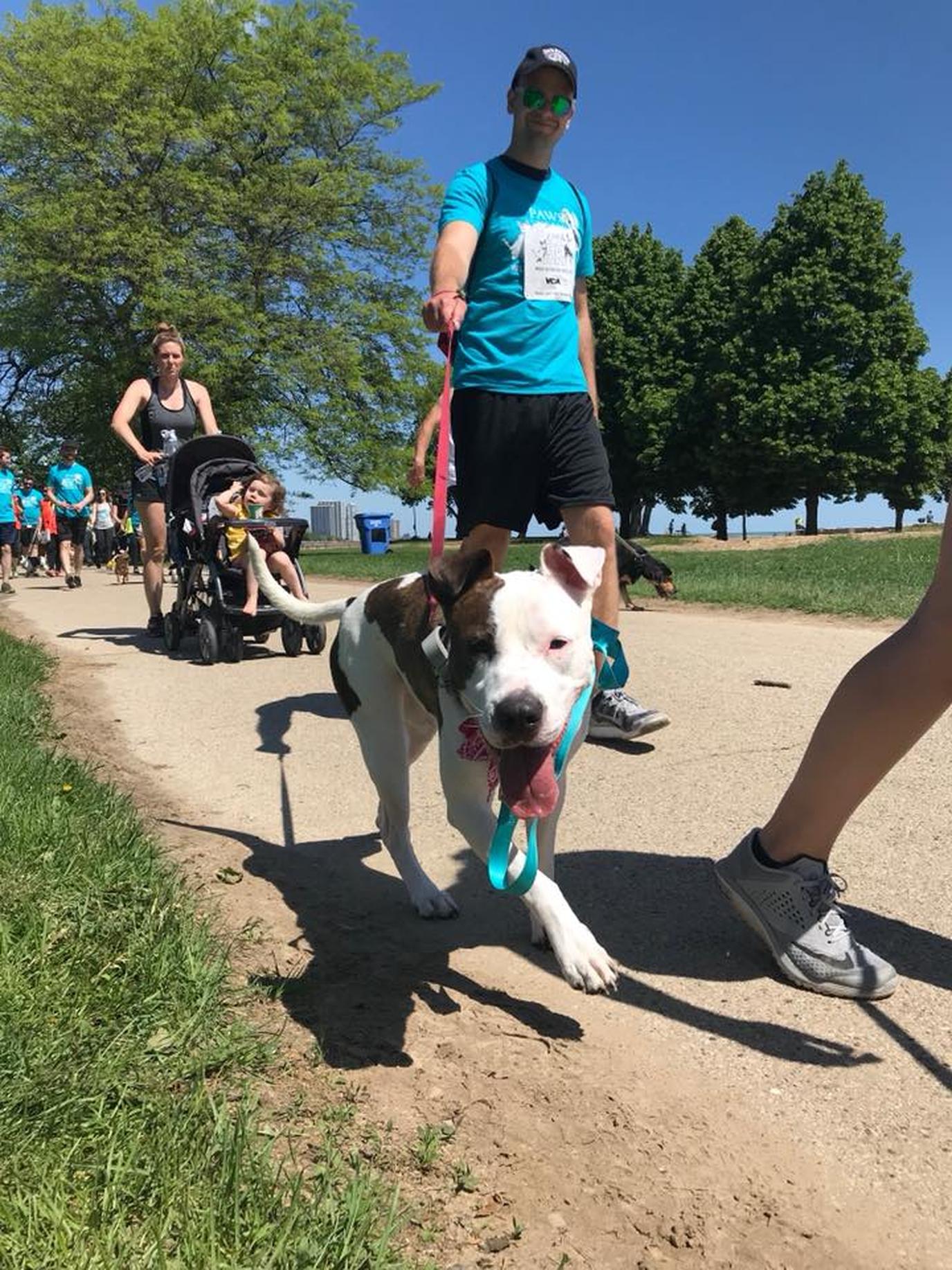PAWS Chicago 5K dog walk for charity. PAWS Chicago 5K is the city's largest dog-friendly event for charity.