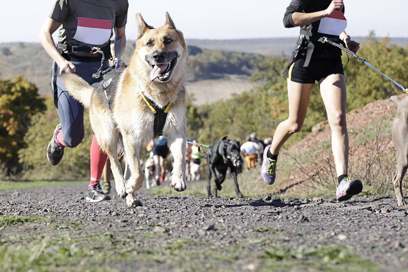 The UltiMutt Race is a unique dog event. The UltiMutt Race is a unique dog run and obstacle course.