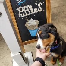 Sarah's Handmade Ice Cream restaurant view 1