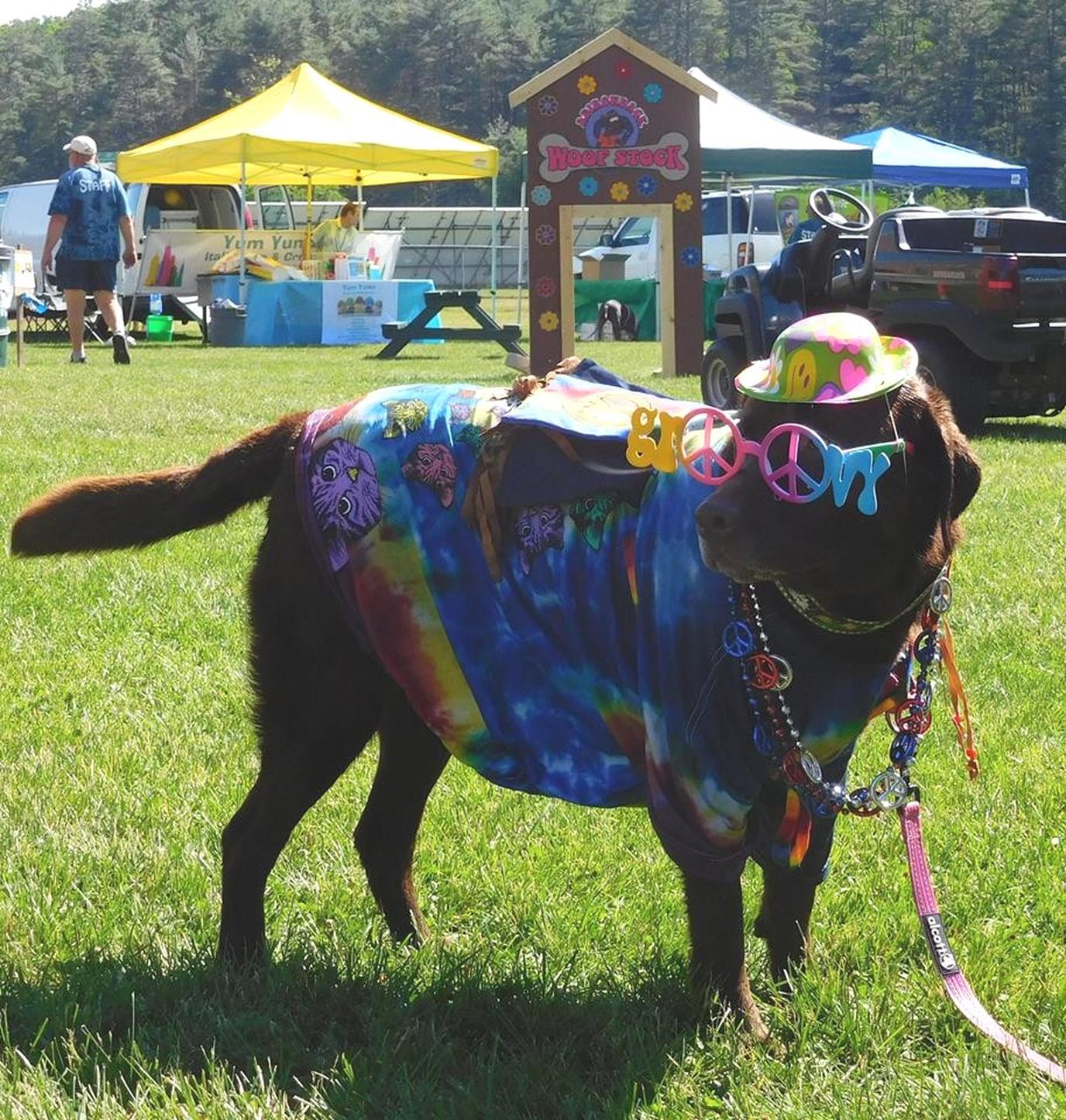 An Adirondack Woof Stock is a pet-friendly music festival. Woof Stock is a pet-friendly festival that honors Woodstock.