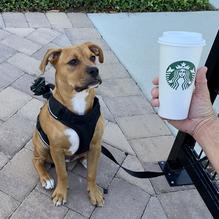 Starbucks restaurant view 1