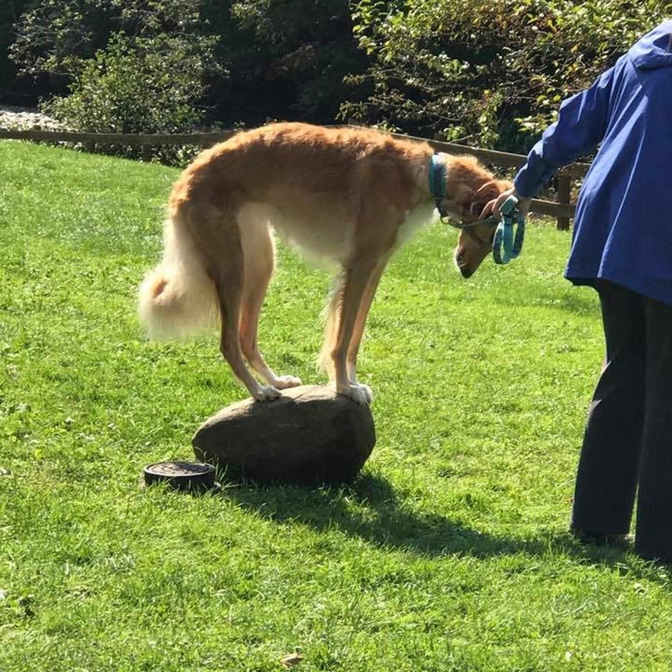 Camp Gone to the Dogs is the oldest dog camp in the U.S. Camp Gone to the Dogs is the oldest dog camp in the U.S.
