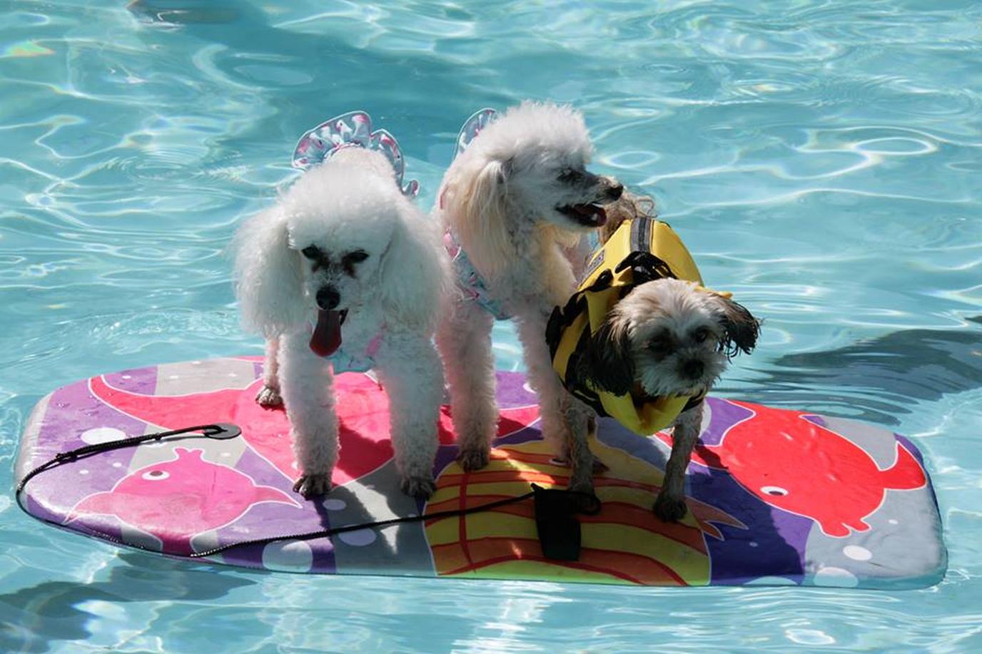 Camp Canine Getaway hosts two dog camps per year. Camp Canine Getaway hosts two dog camps per year.